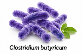 SlimLeaf Ingredient Clostridium butyricum